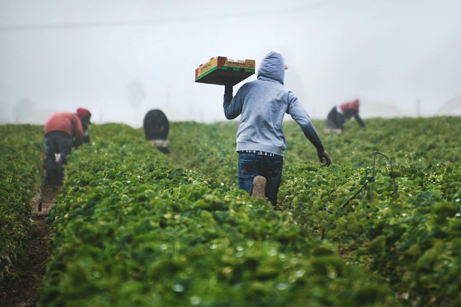 Commercial agriculture and poultry operations